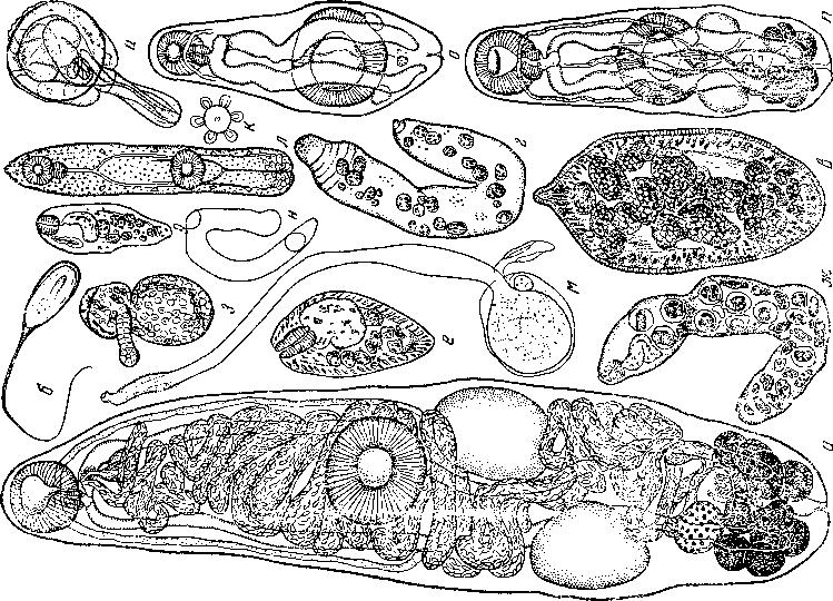 Представитель Семейства Halipegidae